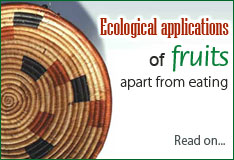 Ecological applications of fruits apart from eating