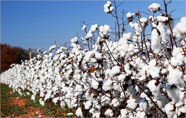 United States Of America : COTTON USA to Make Business Connections at