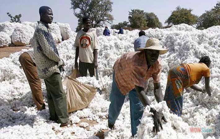 Burkina Faso : Burkina Faso's cotton output may cross 800,000 tons