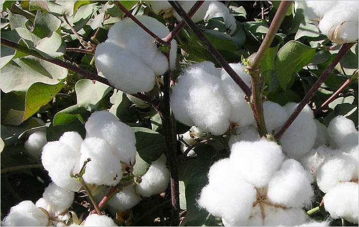 Image result for cotton
