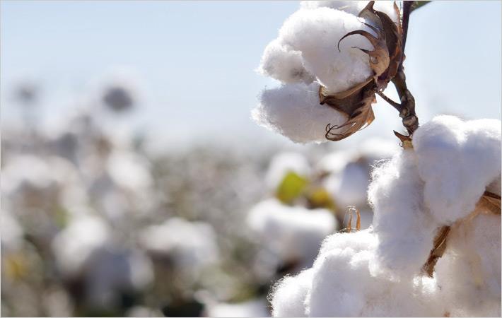 Pakistan : New Pakistani council to realise Cotton Mission 2025 goals ...