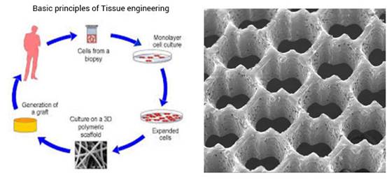scaffold tissue engineering